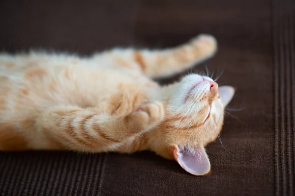 クラシックな大理石のパターンのかわいい赤い子猫はソファの上で後ろで眠ります 愛らしい小さなペット かわいい子動物 — ストック写真
