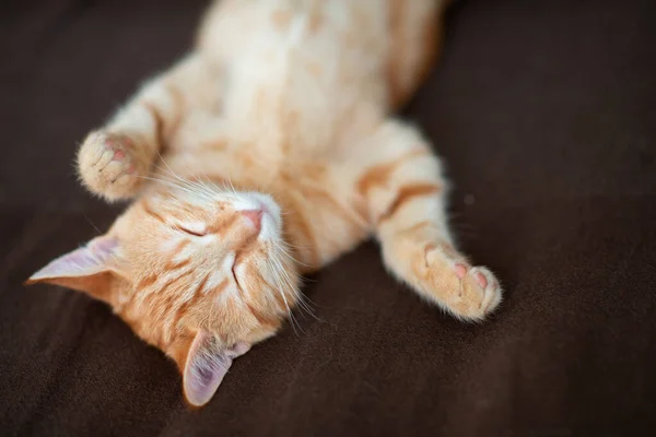 Cute Red Kitten Classic Marble Pattern Sleeps Back Sofa Adorable — Stock Photo, Image