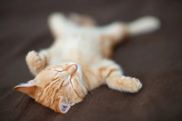 Chaton Rouge Mignon Avec Motif Marbre Classique Dort Sur Dos — Photo