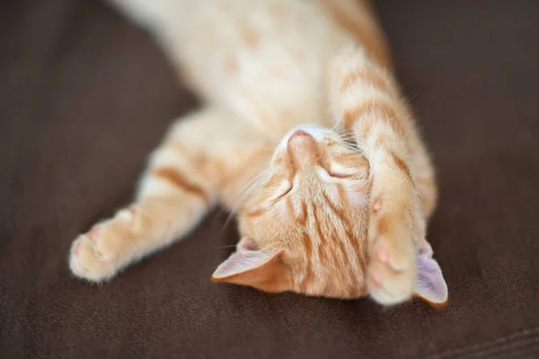 Klasik Mermer Desenli Şirin Kırmızı Kedi Yavrusu Kanepede Uyur Sevimli — Stok fotoğraf
