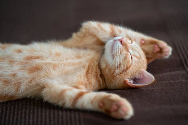 Gatinho Vermelho Bonito Com Padrão Mármore Clássico Dorme Parte Trás — Fotografia de Stock