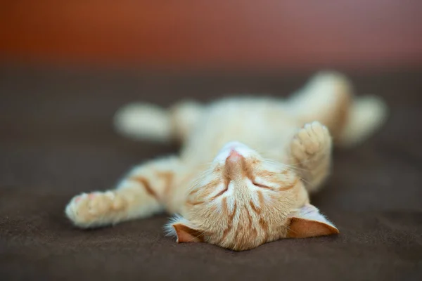 Lindo Gatito Rojo Con Patrón Mármol Clásico Duerme Espalda Sofá — Foto de Stock