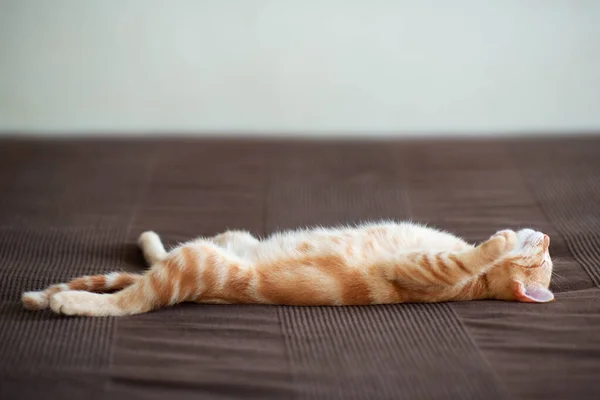 Niedliches Rotes Kätzchen Mit Klassischem Marmormuster Schläft Auf Dem Rücken — Stockfoto