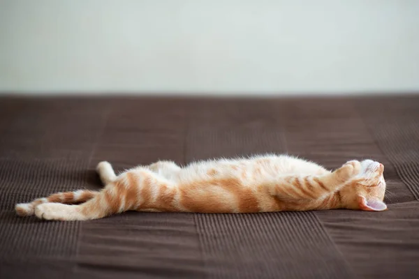 Lindo Gatito Rojo Con Patrón Mármol Clásico Duerme Espalda Sofá — Foto de Stock