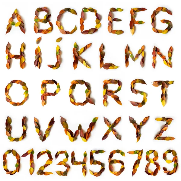 Letters Cijfers Gemaakt Van Kleurrijke Herfstbladeren Karakters Gemaakt Van Herfstbladeren — Stockfoto