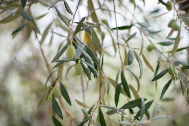Zeytin ağaçları bahçesi. Akdeniz zeytin çiftliği hasat için hazır. Taze zeytinli İtalyan zeytinliği.