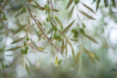 Zeytin ağaçları bahçesi. Akdeniz zeytin çiftliği hasat için hazır. Taze zeytinli İtalyan zeytinliği.. 
