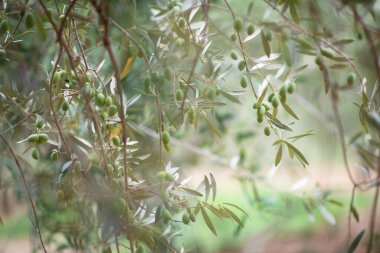 Zeytin ağaçları bahçesi. Akdeniz zeytin çiftliği hasat için hazır. Taze zeytinli İtalyan zeytinliği.. 