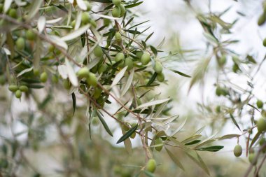 Zeytin ağaçları bahçesi. Akdeniz zeytin çiftliği hasat için hazır. Taze zeytinli İtalyan zeytinliği.. 