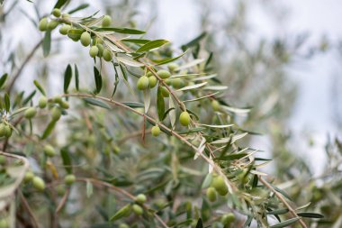 Zeytin ağaçları bahçesi. Akdeniz zeytin çiftliği hasat için hazır. Taze zeytinli İtalyan zeytinliği.. 