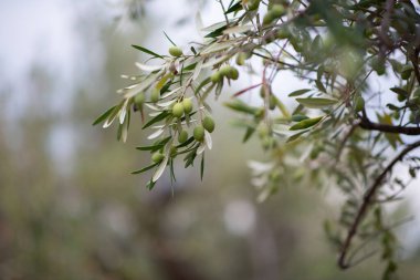 Zeytin ağaçları bahçesi. Akdeniz zeytin çiftliği hasat için hazır. Taze zeytinli İtalyan zeytinliği.. 