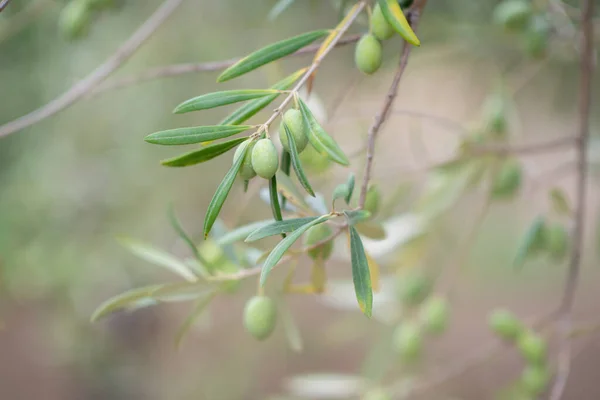 Zeytin Ağaçları Bahçesi Akdeniz Zeytin Çiftliği Hasat Için Hazır Taze — Stok fotoğraf