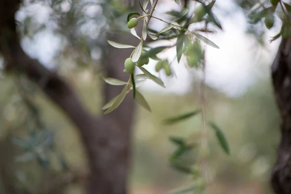 Κήπος Ελιές Μεσογειακό Ελαιοτριβείο Έτοιμο Για Συγκομιδή Άλσος Ιταλικής Ελιάς — Φωτογραφία Αρχείου