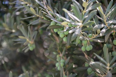 Güneşli ışınlarda zeytin ağaçları, yumuşak odaklanma. Olgun taze zeytinlerle Akdeniz koruluğu. Çiftlik