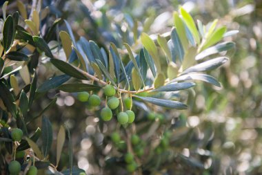 Güneşli ışınlarda zeytin ağaçları, yumuşak odaklanma. Olgun taze zeytinlerle Akdeniz koruluğu. Çiftlik
