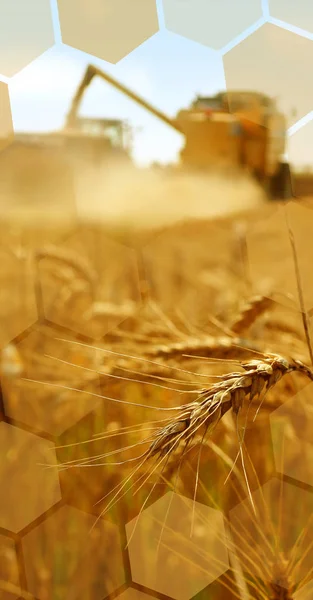穀物の収穫 — ストック写真