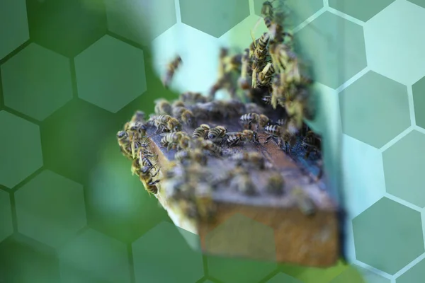Tahta arı kovanı ve arılar — Stok fotoğraf