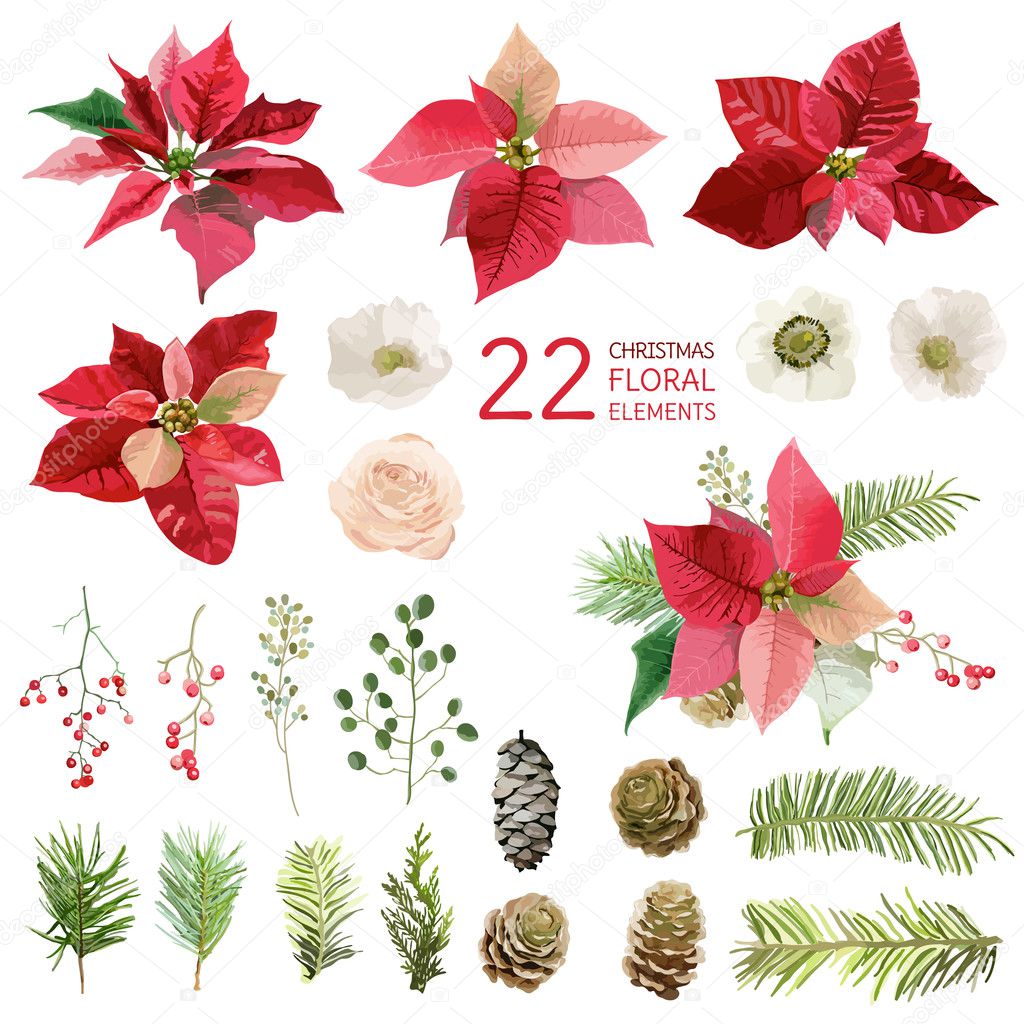 Flor de nochebuena Imágenes Vectoriales, Gráfico Vectorial de Flor de nochebuena | Depositphotos Flor de nochebuena Imágenes Vectoriales, Gráfico Vectorial de Flor de nochebuena | Depositphotos