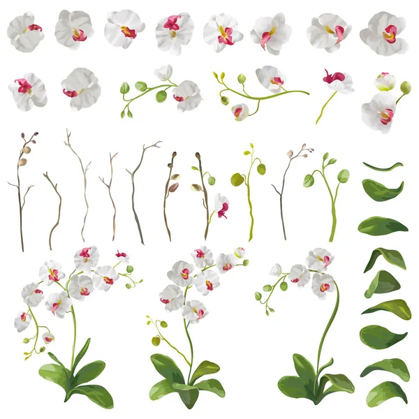 Orkidé tropiska blommor blommiga inslag i akvarell stil. Vektor — Stock vektor