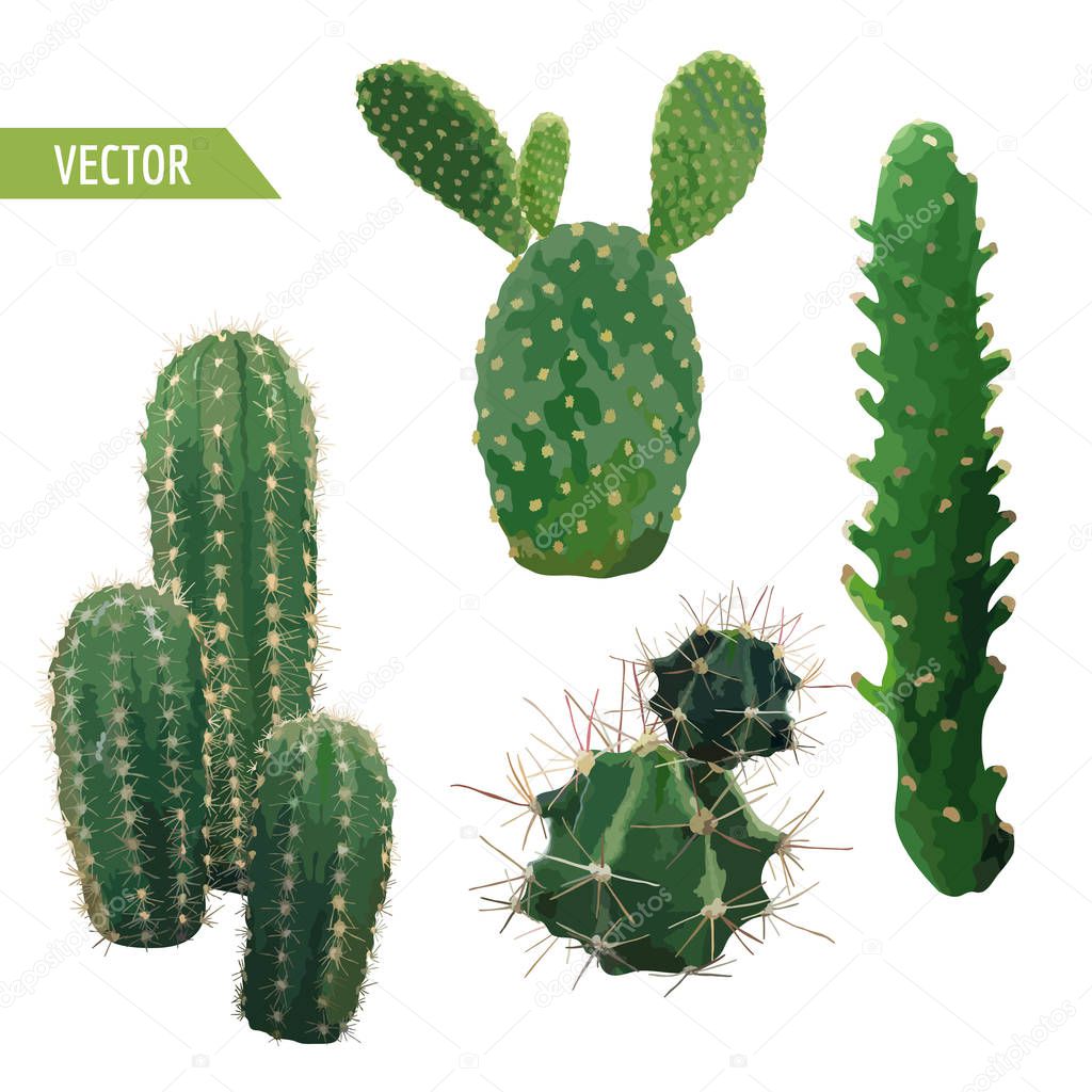 Vector Cactus Plant. Exotic Tropical Summer Botanical Background.