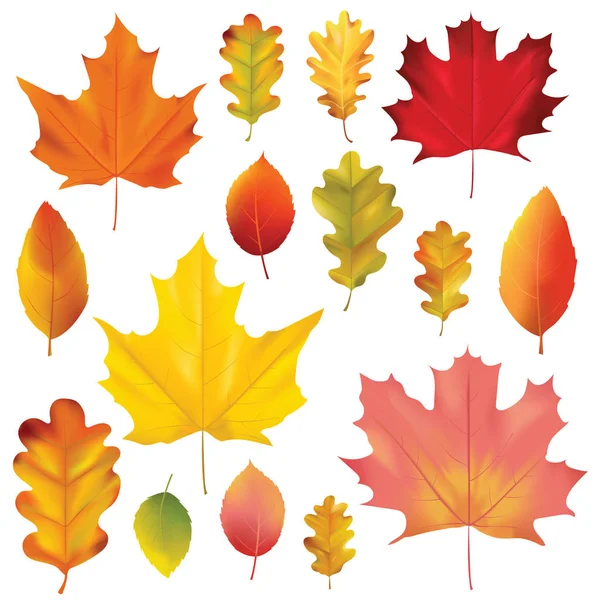 Conjunto de Folhas de Outono Coloridas em Vetor. Isolado em branco — Vetor de Stock