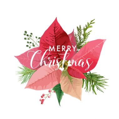 Noel kış Atatürk çiçeği çiçek kartı veya vektör metin için yer ile arka plan