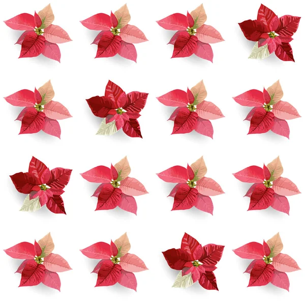 Navidad Invierno Poinsettia Flores Fondo sin costura, estampado floral en vector — Archivo Imágenes Vectoriales