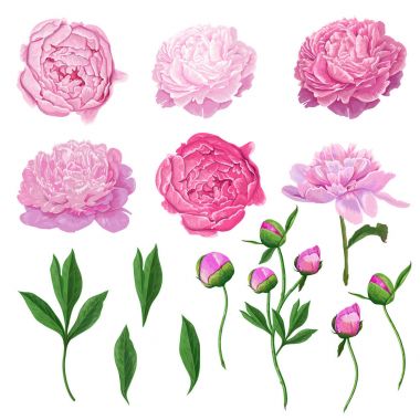 Çiçek öğeleri pembe Peony çiçek, yaprak ve tomurcukları ile ayarlayın. Elle çizilmiş botanik Flora dekorasyon, düğün davetiyesi, desenler için. Vektör çizim