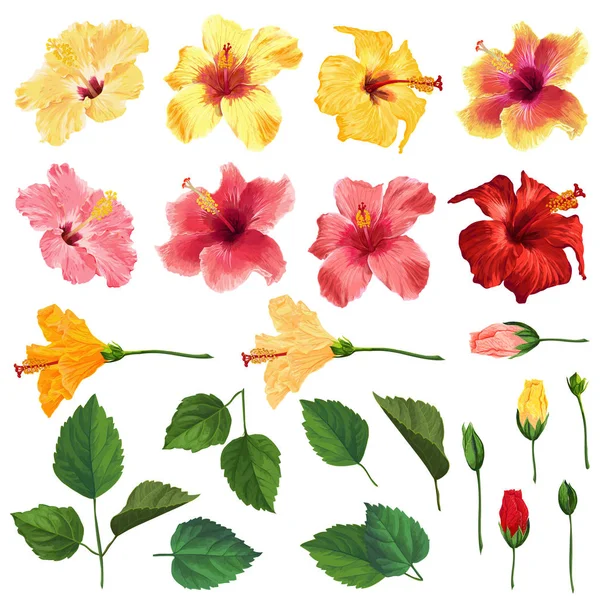 Set floreale Hibiscus con fiori, foglie e rami. Acquerello disegnato a mano primavera ed estate fiori per la decorazione, modello, invito di nozze, carta da parati. Illustrazione vettoriale — Vettoriale Stock