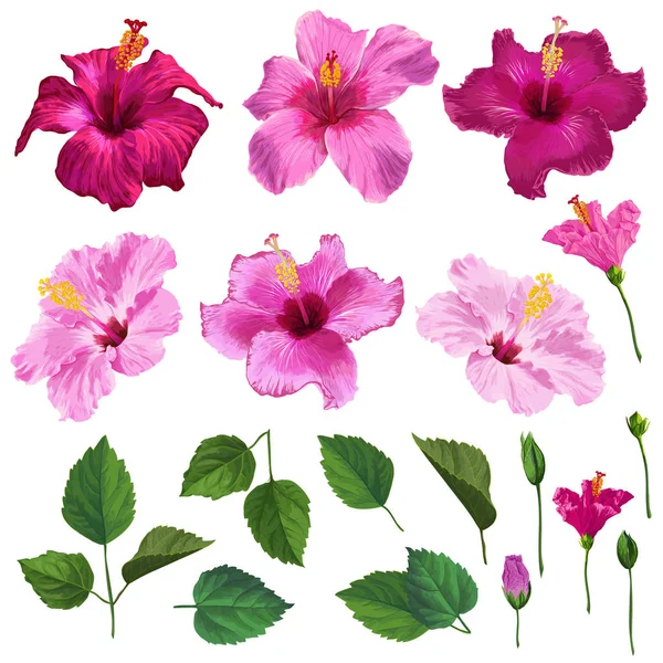 Set floreale Hibiscus con fiori, foglie e rami. Acquerello disegnato a mano primavera ed estate fiori per la decorazione, modello, invito di nozze, carta da parati, carta da regalo. Illustrazione vettoriale — Vettoriale Stock