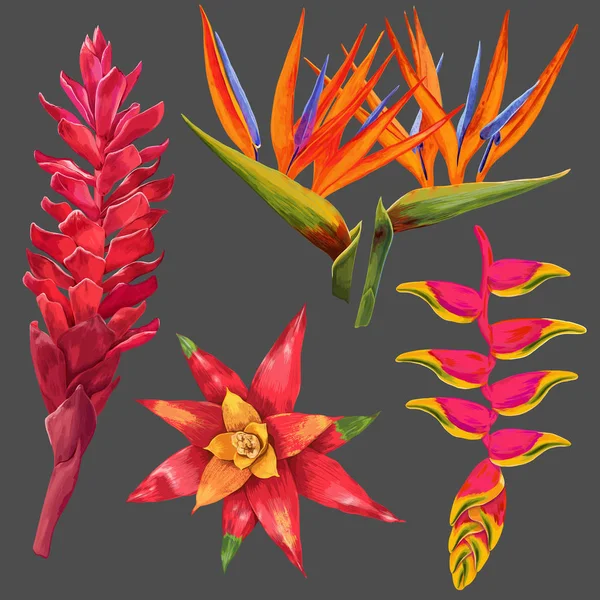 Set de flores y hojas exóticas. Elementos florales — Vector de stock