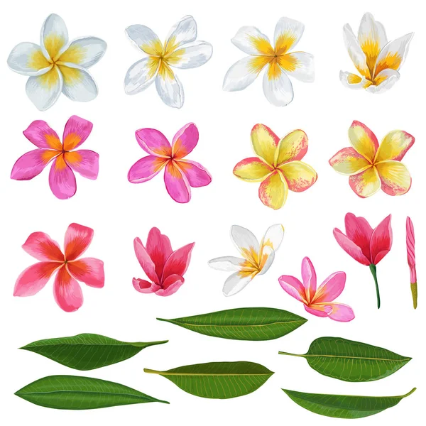 Plumeria Set di fiori e foglie. Elementi floreali — Vettoriale Stock