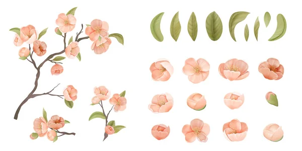 Zestaw Kwiat Wiśni Izolacja na białym tle. Różowy kwiat Sakura, zielone liście i gałęzie, elementy projektowe do projektowania graficznego Dekoracja druku baner, plakat lub ulotki. Ilustracja wektora — Wektor stockowy