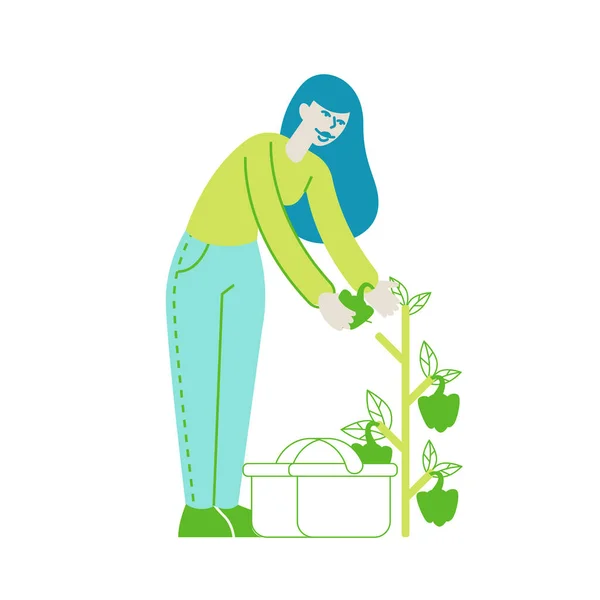 Happy Girl Gardening in Greenhouse of Garden Harvesting Bell Pepper to Basket. Vrouw Karakter Zorg voor kruiden en planten in boomgaard. Tuinbouw en Olericultuur Hobby. Lineaire vectorillustratie — Stockvector