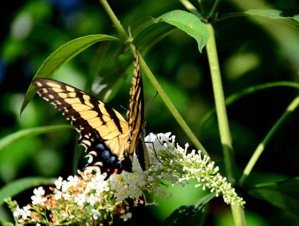 Schmetterling, North Carolina, USA — Stockfoto