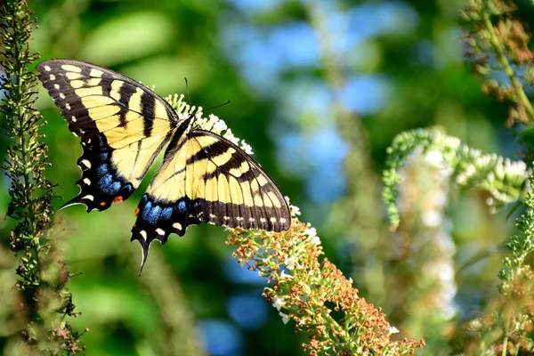 Motyl, North Carolina, Stany Zjednoczone Ameryki — Zdjęcie stockowe