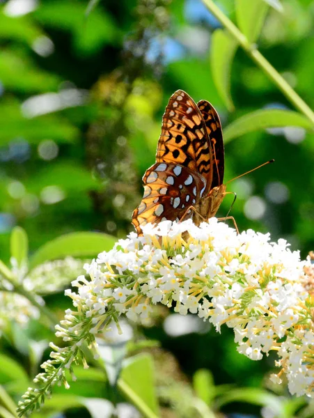 Kelebek, Kuzey Carolina, ABD — Stok fotoğraf