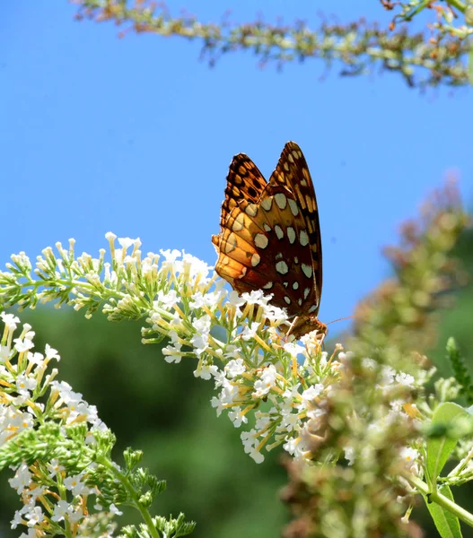 Kelebek, Kuzey Carolina, ABD — Stok fotoğraf