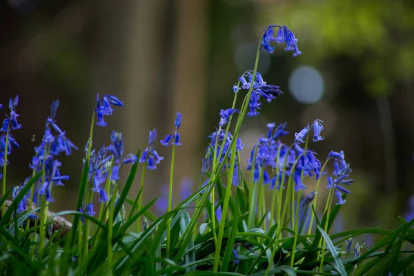 Bluebells 꽃 Hallerbos — 스톡 사진