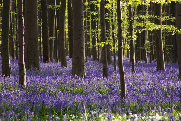 Bluebells çiçekler Hallerbos — Stok fotoğraf