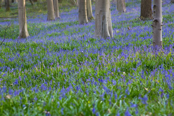 Bluebells flores Hallerbos — Fotografia de Stock