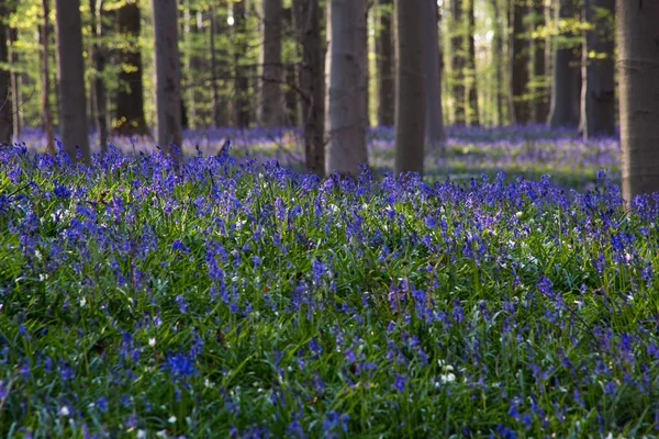 Bluebells çiçekler Hallerbos — Stok fotoğraf