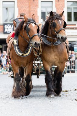 Ağır atları Lennik geçit töreni