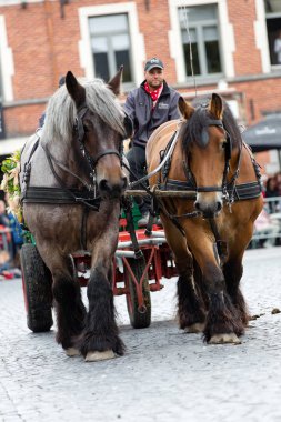 Ağır atları Lennik geçit töreni