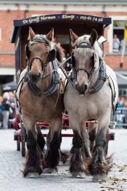 Ağır atları Lennik geçit töreni