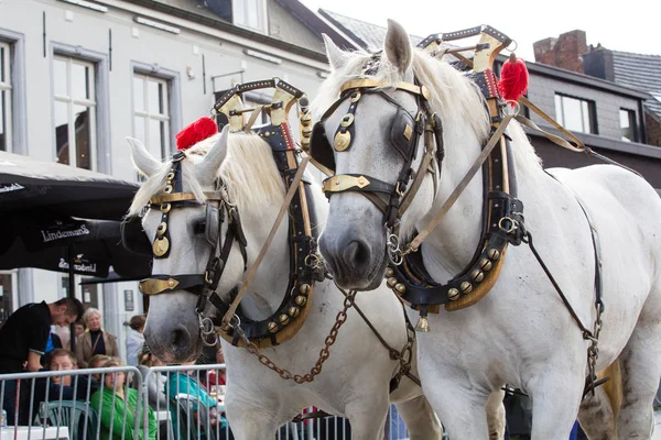 Parade schwerer Pferde lennik — Stockfoto