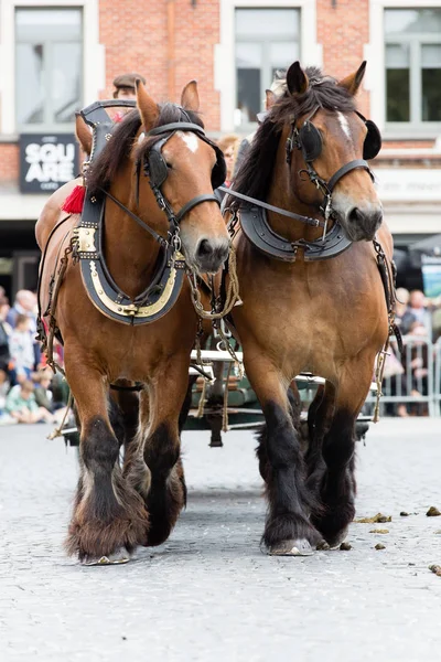 Ağır atları Lennik geçit töreni