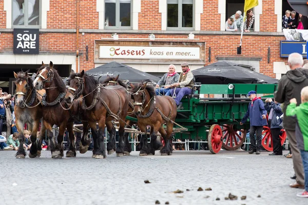 Ağır atları Lennik geçit töreni