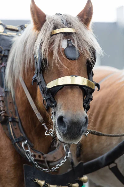 Ağır atları Lennik geçit töreni