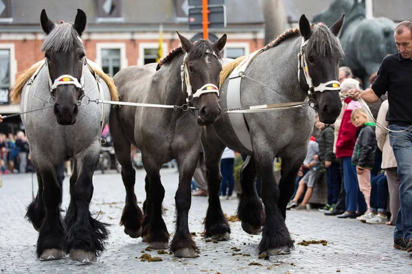 Ağır atları Lennik geçit töreni